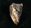 Worn Triceratops Tooth - Montana #4463-2
